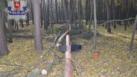 Ścinał drzewo i go przygniotło. 66-latek zmarł
