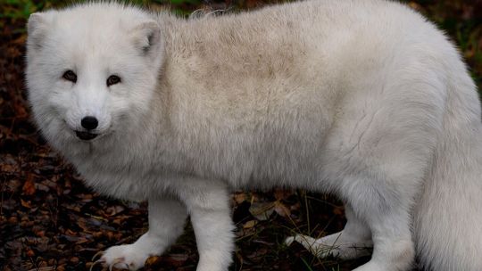 Sejm zajmie się zakazem hodowli zwierząt na futra. Dwa projekty i gorąca dyskusja przed komisją