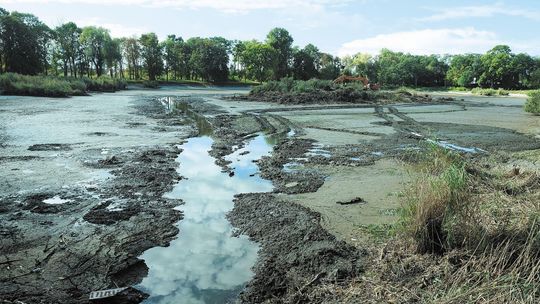 Setka drzew do wycinki. Zasłaniają pałac