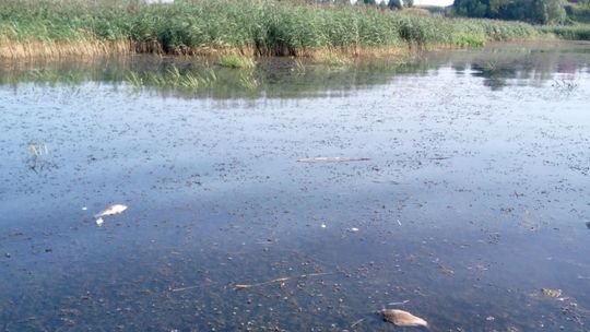 Setki kilogramów martwych ryb w zalewie w Nieliszu. Wymiera tylko jeden gatunek
