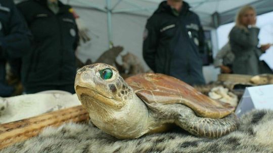 Setki milionów złotych zatrzymanych na granicy. Pokazali, jak to robią
