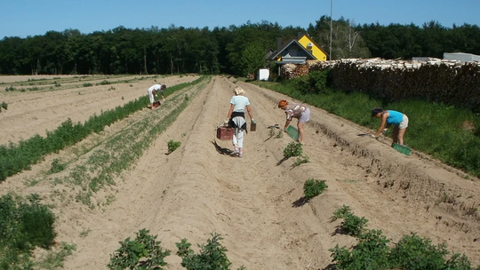 Setki Polaków na kwarantannie na niemieckiej farmie szparagów