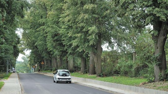 Setki tysięcy drzew może pójść pod topór. "Po wycince kierowcy zawsze jeżdżą szybciej"