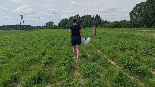 Sezon na truskawki. Jak wydać na owoce 200 zł zamiast 450