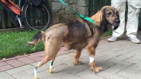 Shila dostała protezy. Może już skakać i biegać. To pierwsza taka operacja w Polsce