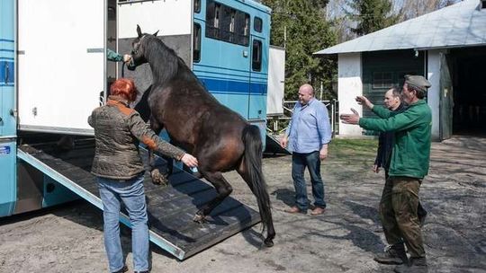 Shirley Watts zabrała swoje konie ze stadniny w Janowie Podlaskim. To samo zrobił hodowca z Czech (ZDJĘCIA)