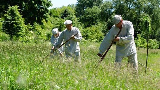 Sianokosy w Muzeum Wsi Lubelskiej