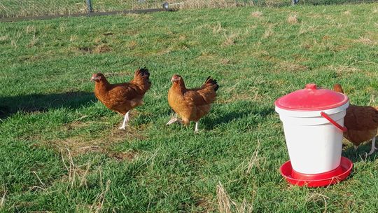 Siatka leśna idealna do ogrodzenia dla kur