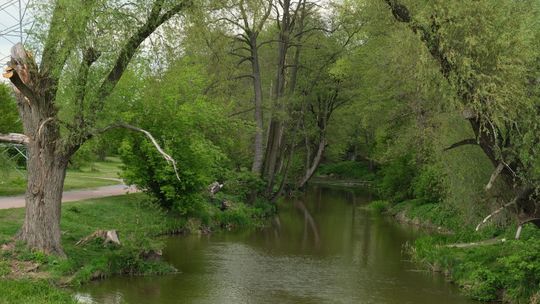 Siekierezada nad brzegiem Bystrzycy? 106 drzew do wycinki, bo mogą zagrażać ludziom