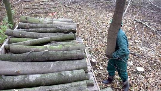 Siekierezada w Lasach Kozłowieckich? "Nie, planowa wycinka"