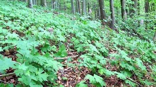 Silnie trująca roślina pojawiła się w woj. lubelskim. Groźna nawet podczas zrywania