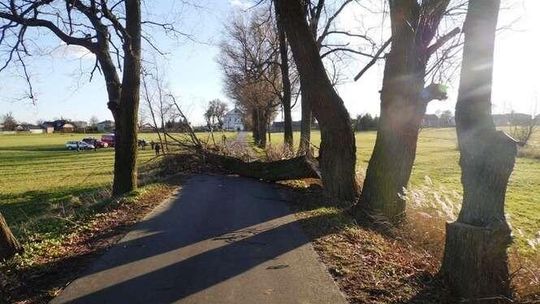 Silnie wiało. Powalone drzewa w pow. lubartowskim