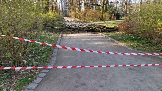 Silny wiatr nad Lubelszczyzną. Ostrzeżenie dla całego regionu