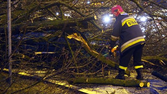Silny wiatr w Lubelskiem. Powalone drzewo spadło na jadący samochód
