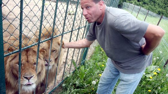 Simba i Alex. Lwy z gminy Wojciechów