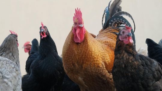 Siódme ognisko rzekomego pomoru drobiu