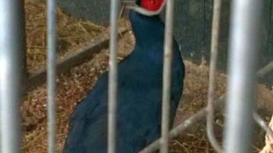 Sitno: Ukradł z kurnika sześć bażantów, chciał założyć hodowlę