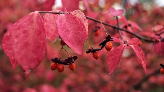 "Skąd jesień swoje barwy niesie?" - spacer po Ogrodzie Botanicznym