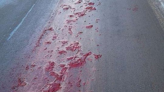 Skąd krew na jezdni? Nietypowy widok na drodze w gminie Końskowola
