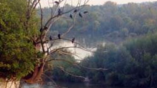 Skałki nad Wisłą w Annopolu (nr 32) - 4 głosy