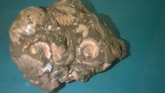 Skamieniałości sprzed 65 milionów lat