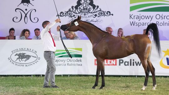Skandal na Pride of Poland. Jeden z gości uderzył byłego wiceprezesa stadniny