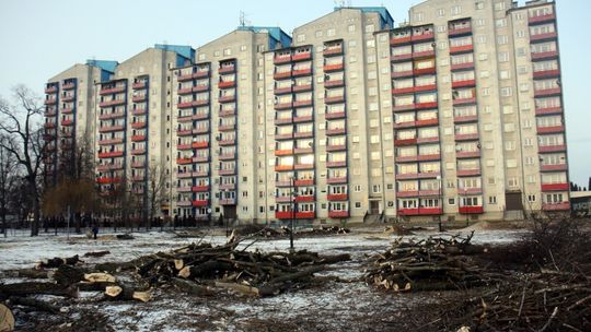 Skandal z drzewami przy ul. Walecznych: Większości nie trzeba było wycinać