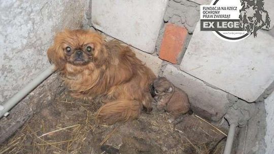 Skandaliczne warunki w których żyły pekińczyki. Kobieta odpowie za znęcanie