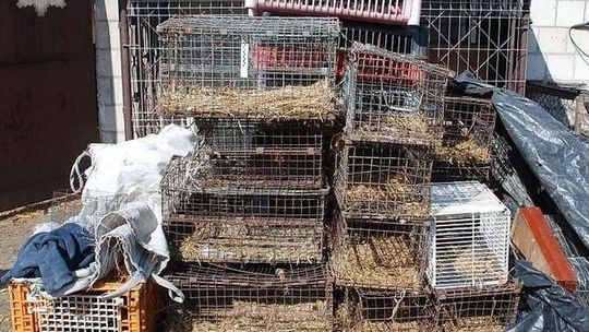 Skandaliczne warunki w nielegalnej hodowli psów
