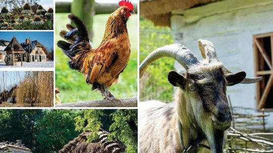 Skansen w obiektywie Wojciecha Filo. Wystawa w MBP przy ul. Grażyny