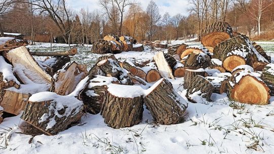 Skansen wycina drzewa. Mówi, że trzeba