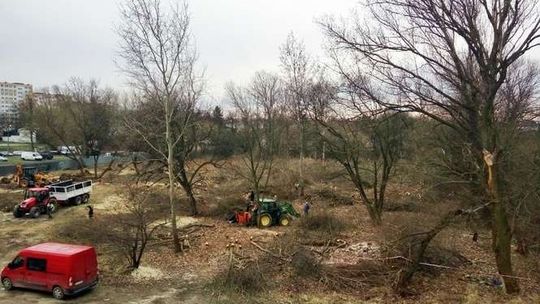 Skarga na prezydenta Lublina za wycinkę drzew w jarze Horpyny