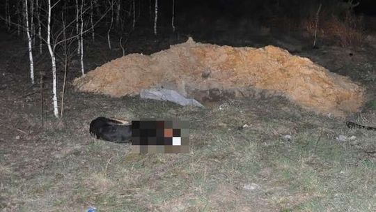 Skatował prętem psa, bo zagryzł mu kury