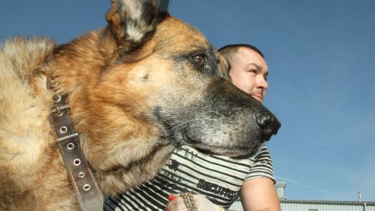 Skazani pomagali w lubelskim schronisku dla zwierząt