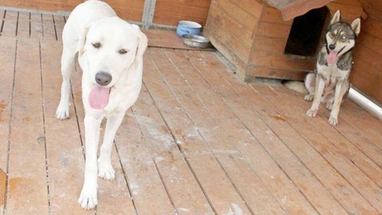 Skazują psy na śmierć. Odpowiedzą za znęcanie się nad zwierzętami