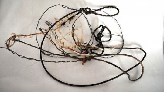 Skierbieszów: Kłusownik zabił sarnę