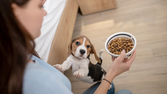 Skład karmy – dlaczego ma znaczenie dla zdrowia psa?
