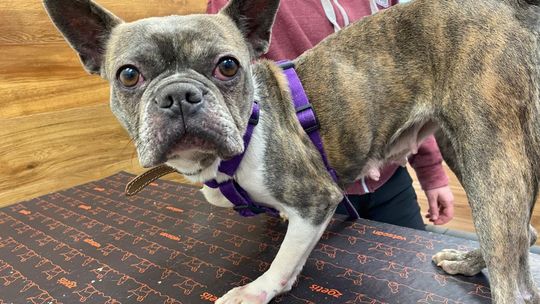 Skoków: 26 psów poza hodowlą. Właściciel zrzekł się zwierząt