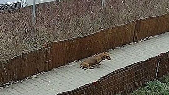Skopany pies nie przeżył. Właściciel może spędzić 3 lata w więzieniu