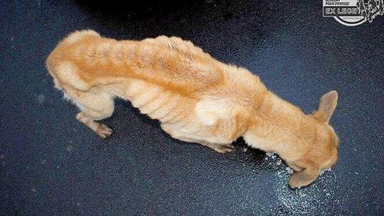 Skóra i kości, pies w skrajnym stanie. Właścicielka: Taka ich natura