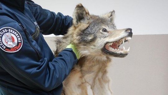 Skóra wilka, żółw stepowy w hummerze. Takie rzeczy na granicy