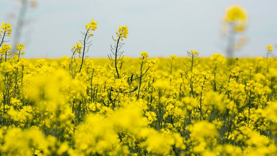 Skracanie rzepaku wiosną – klucz do stabilnego plonu