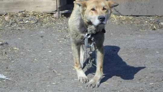 Skrajnie wycieńczony pies na łańcuchu. Właścicielce grożą 3 lata więzienia