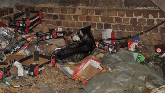 Skrajnie wyczerpany pies na posesji 43-latka