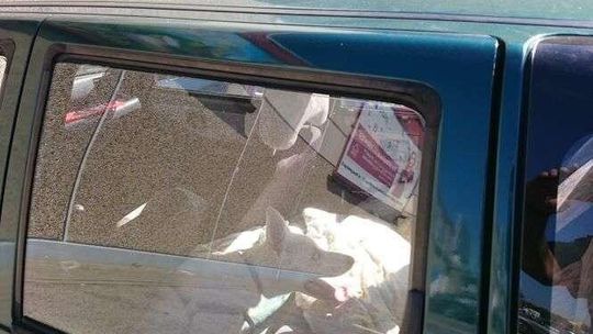 Skrajnie wyczerpany pies w rozgrzanym aucie. Strażnicy wybili szybę, zabrali zwierzę