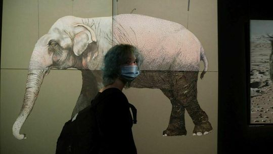 „Skryci Paliwożercy”. Zwierzęta i kryzys klimatyczny według Artura Popka 