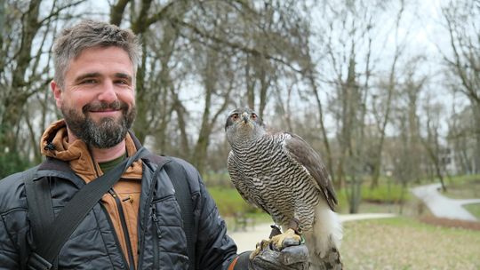 Skrzydlata strażniczka pilnuje Ogrodu Saskiego