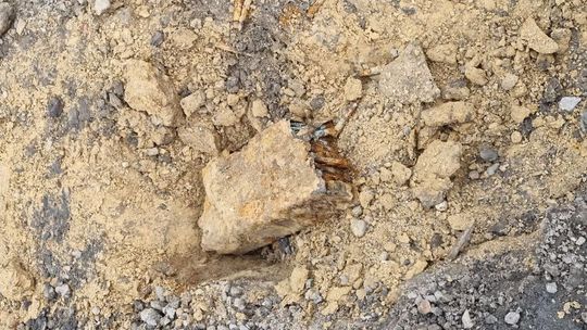 Skrzynka z niespodzianką na jednej z posesji