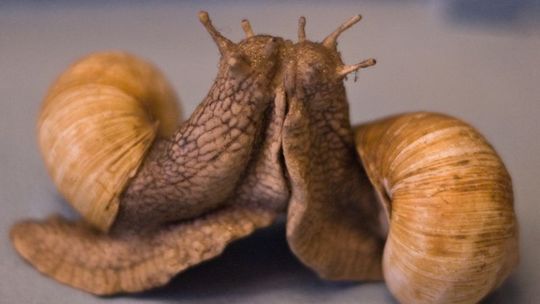 Skup mięczaków: Można już zbierać winniczki