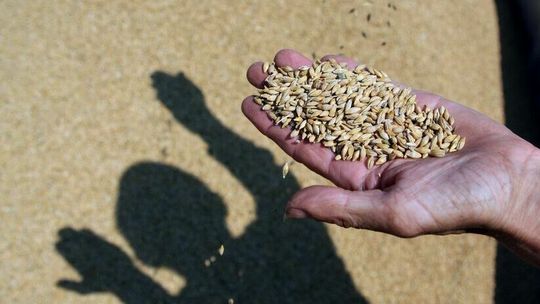 Skupował zboże, ale nie płacił. Oszukanych rolników może być więcej 
